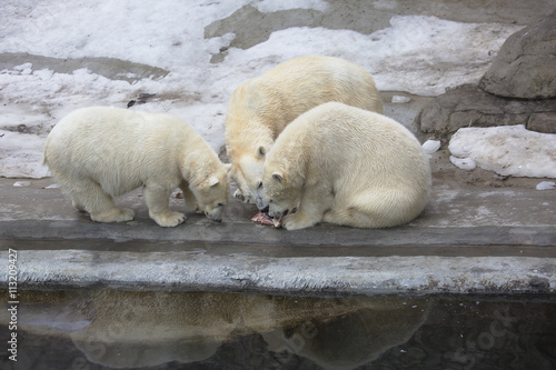 Три полярных медведя за приёмом пищи.
