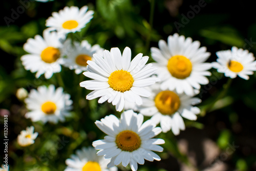 Beautiful soft and fragrant wild chamomile