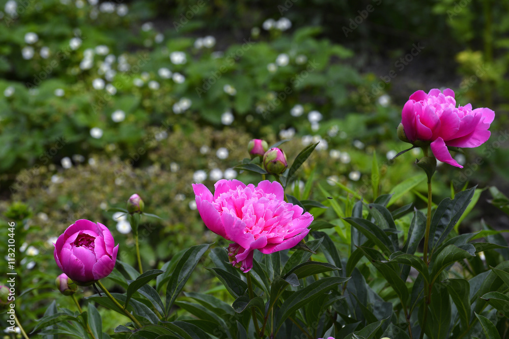 Fototapeta premium Flowering vines in the garden close-up