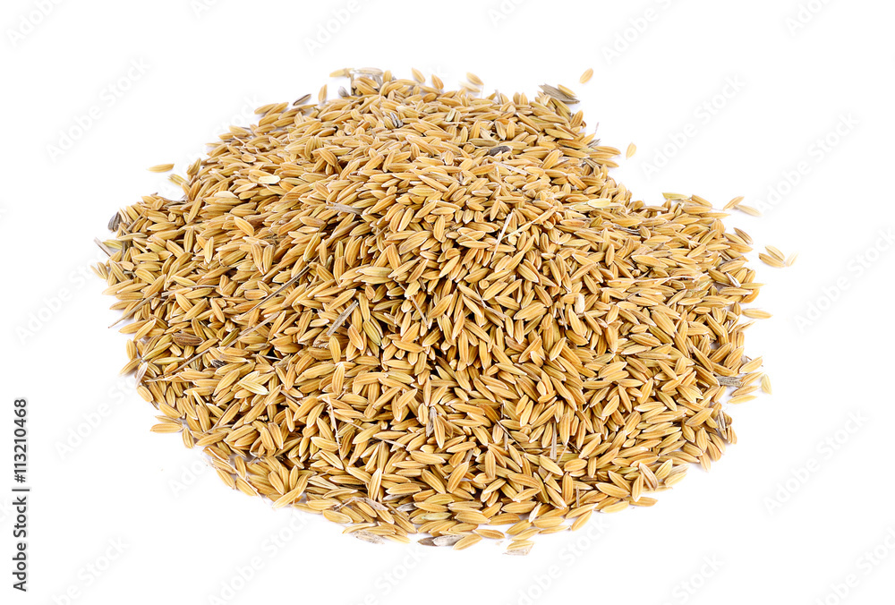 paddy grains on white background paddy grains on white background