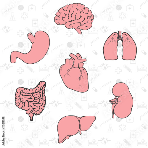 The internal organs of the human body