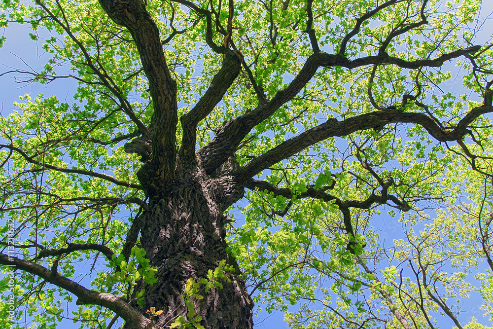 Fototapeta premium The oak tree in the rays of the sun