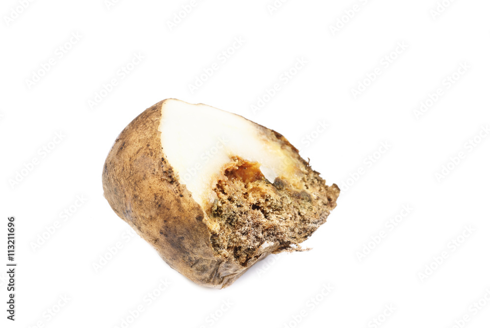 Potatoes infected with fungal disease Potatoes infected with fungal disease