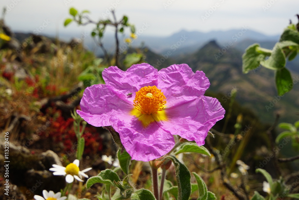 Cistrose StockFoto Adobe Stock