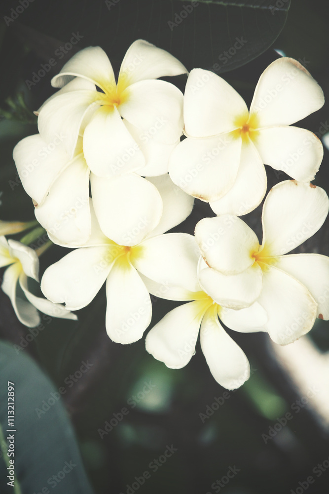White frangipani flower on tree White frangipani flower on tree