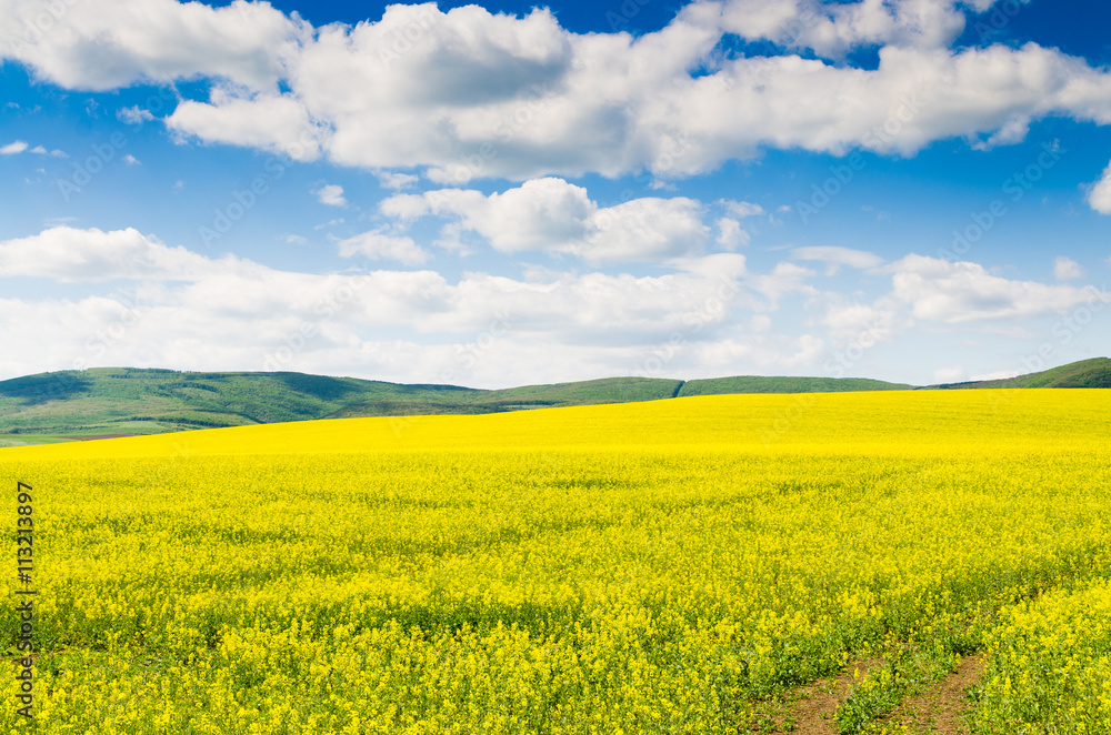 Yellow oilseed rape field under the blue sky with sun Yellow oilseed rape field under the blue sky with sun