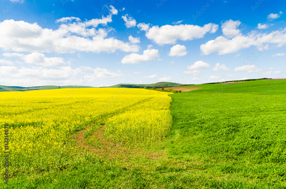 Fototapeta premium Yellow oilseed rape field under the blue sky with sun