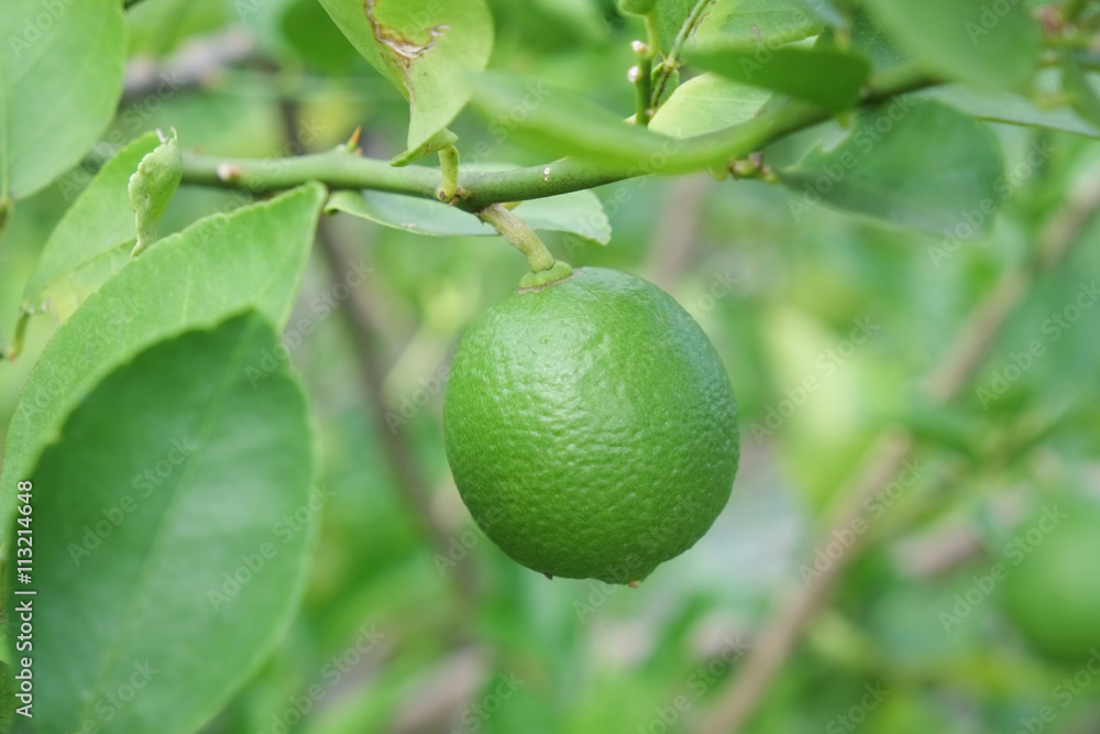 Lime fruit, Lime green tree hanging from the branches of it Lime fruit, Lime green tree hanging from the branches of it
