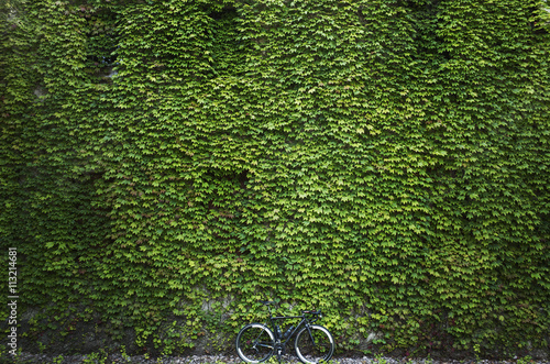 Lush ivy on wall and lone bicycle photo