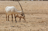 Oryx Gazella in the desert