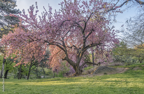 Prunus serrulata or Japanese Cherry