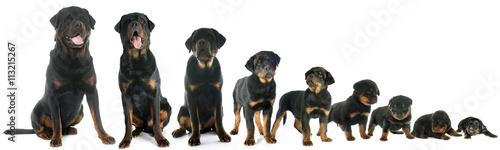 growth of puppy rottweiler