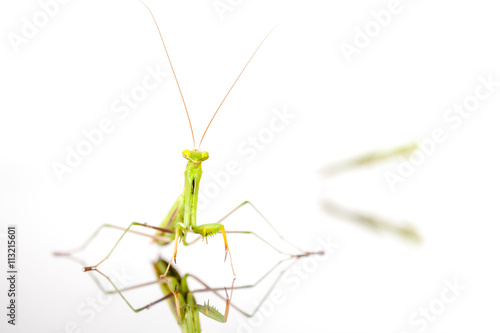 The Green Mantis