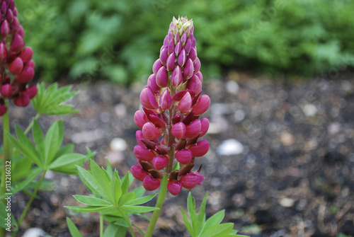 Lupinus, commonly known as lupin or lupine, is a genus of flowering plants in the legume family, Fabaceae. Red flowers. photo