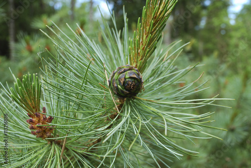 Pinus mugo cone, known as creeping pine, dwarf mountainpine, mugo pine, mountain pine, scrub mountain pine or Swiss mountain pine, is a species of conifer.  photo