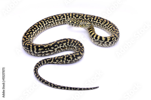Morelia spilota cheynei zebra