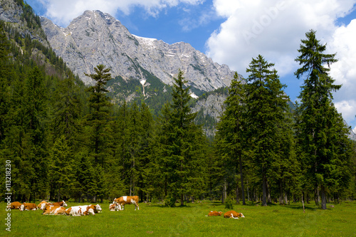 Kühe im Nationalpark Berchtesgaden in Bayern