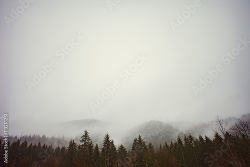 Landscape with forest in fog photo