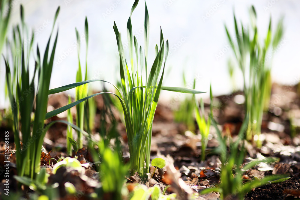 Obraz premium green grass, close-up