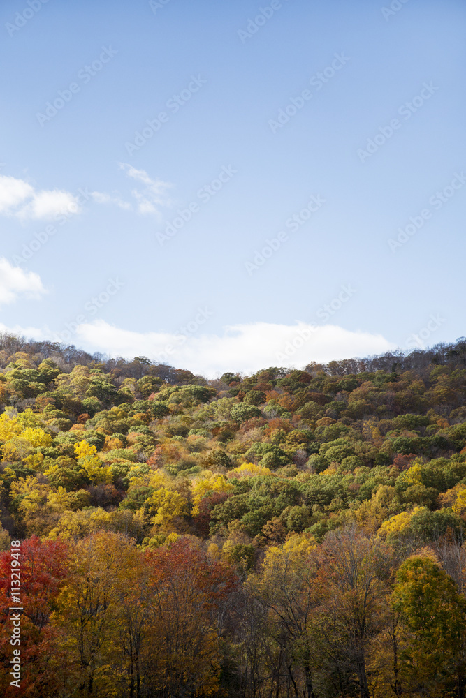 Scenic view of autumn tress against cloudy sky Scenic view of autumn tress against cloudy sky