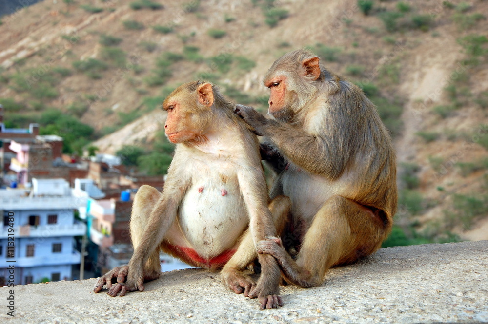 Fototapeta premium Two monkeys in Jaipur, India. One monkey looking for fleas in the other