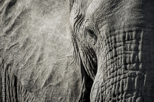 Close up of elephant photo