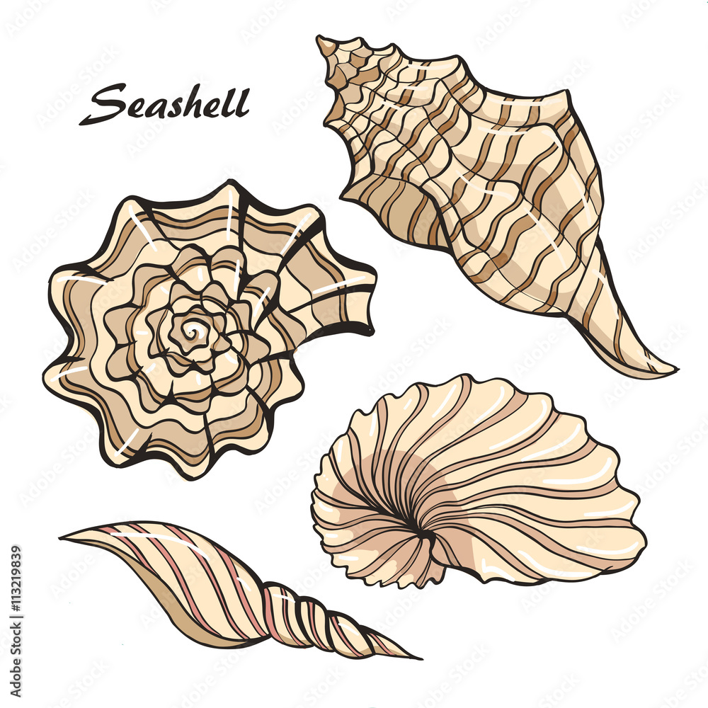 Obraz premium seashell color set