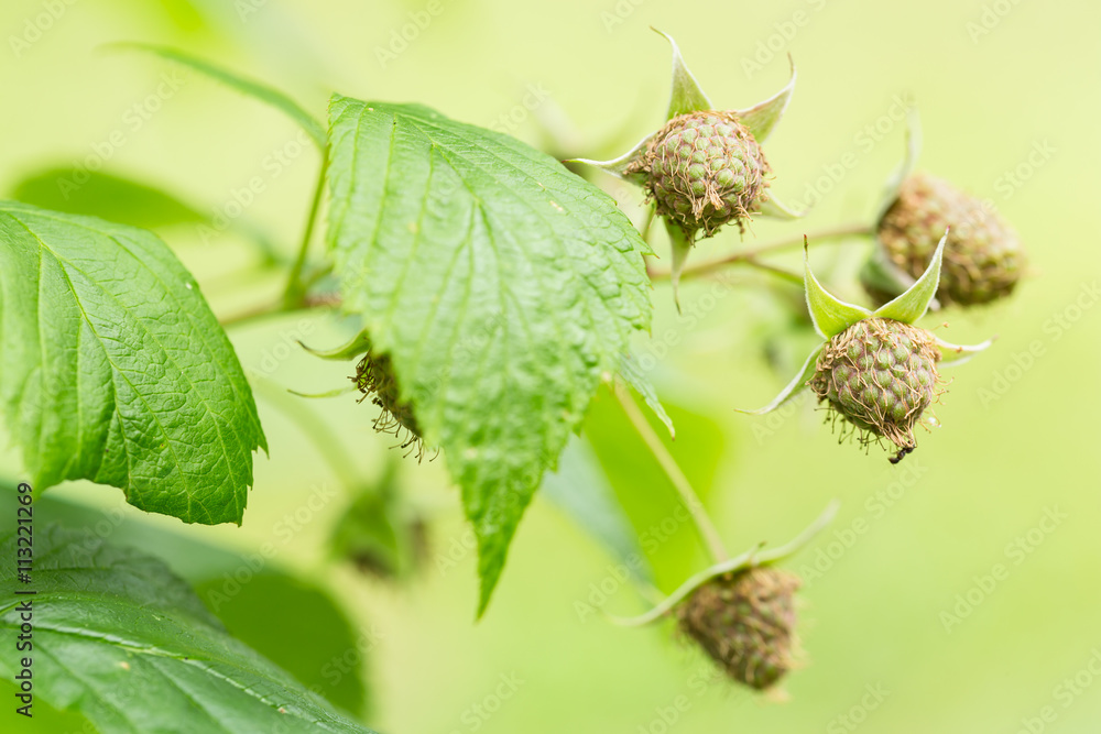 unripe Raspberry plant unripe Raspberry plant