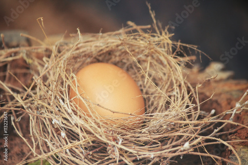 Egg in a nest