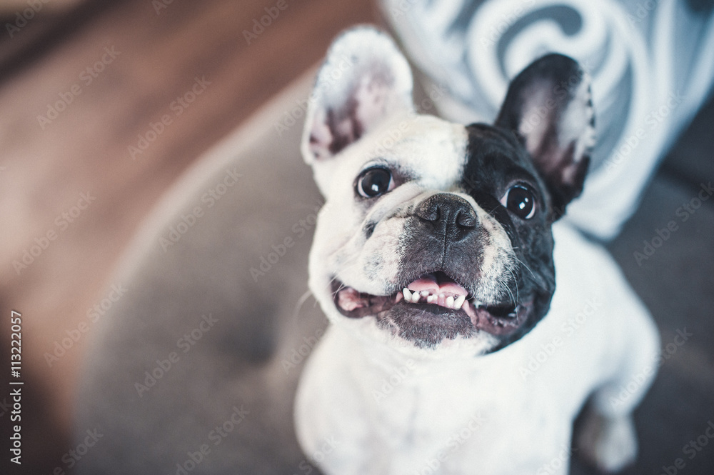 French bulldog on gray sofa looking at the camera French bulldog on gray sofa looking at the camera