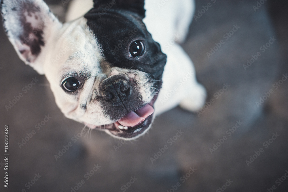 French bulldog on gray sofa looking at the camera