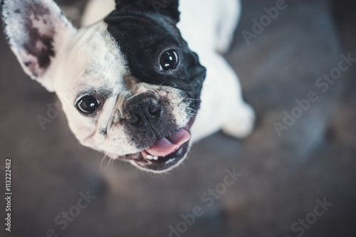фотографія French bulldog on gray sofa looking at the camera