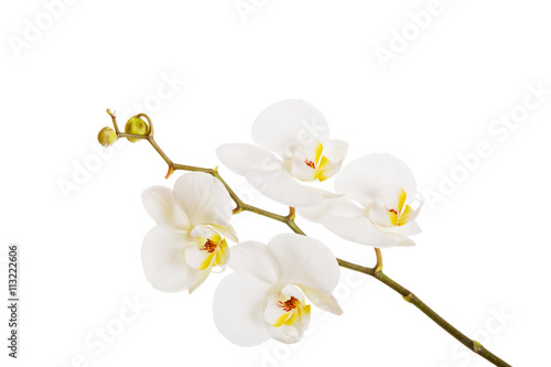 Fototapeta Naklejka Na Ścianę i Meble -  White orchid with yellow center