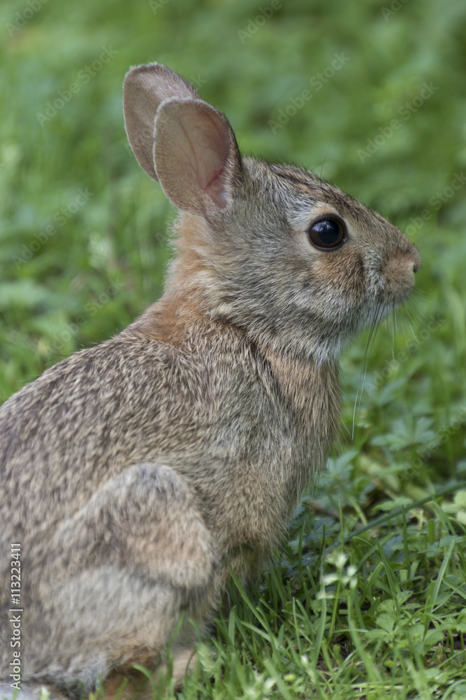 Fototapeta premium rabbit in the forest
