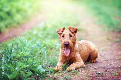 Valokuva The portrait of Irish Terrier for a walk in the summer