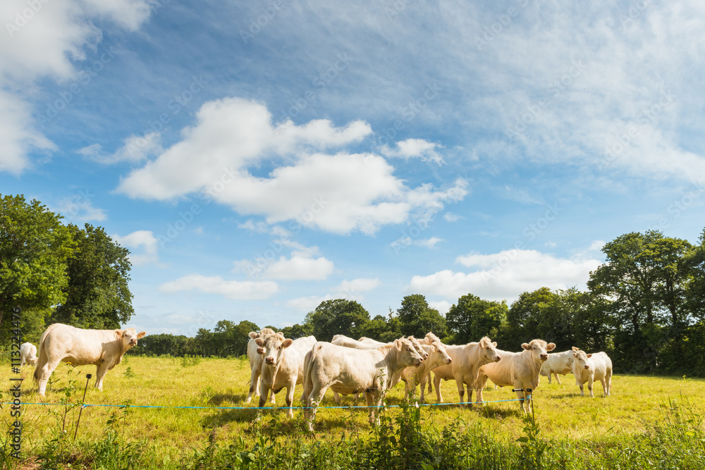 Herd of white cows in green field