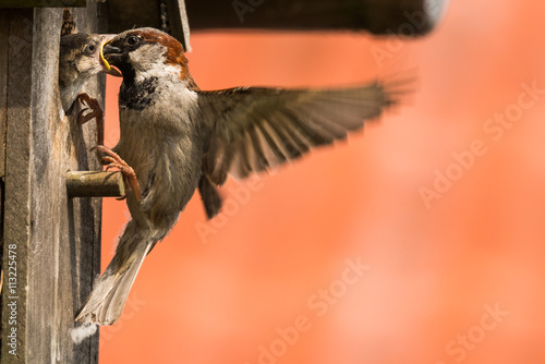 young sparrow at nesting box feeding photo