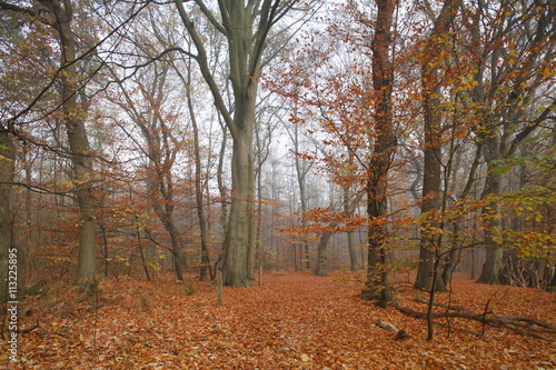 Herbstlicher Waldweg im Nebel photo