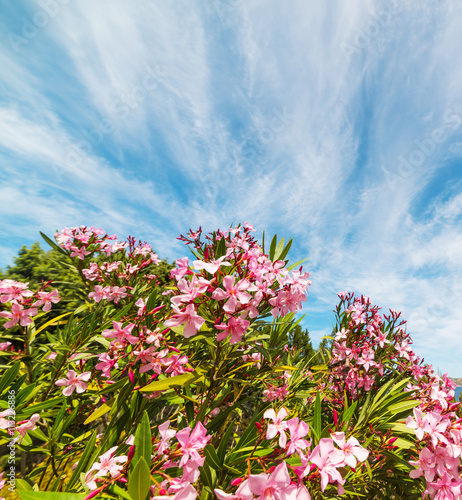 pink oleanders under a blue sky