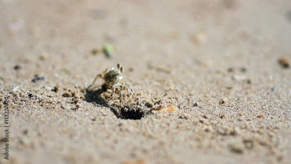 crab on a sandy beach out of the hole and goes into the distance
crab on a sandy beach out of the hole and goes into the distance