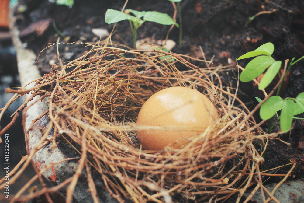 Egg in a nest Egg in a nest