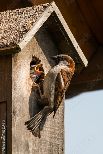 young sparrow at nesting box feeding