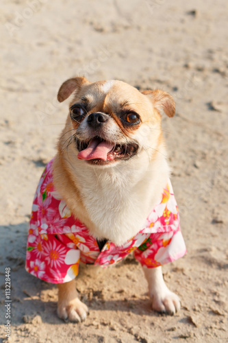 Fototapeta Naklejka Na Ścianę i Meble -  Chihuahua dog wear pink flower shirt sit on the beach.