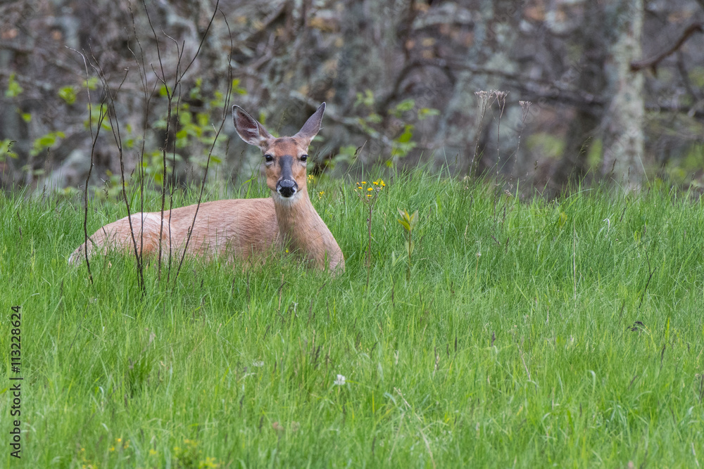 White Tailed Deer Resting in Tall Green Grass White Tailed Deer Resting in Tall Green Grass