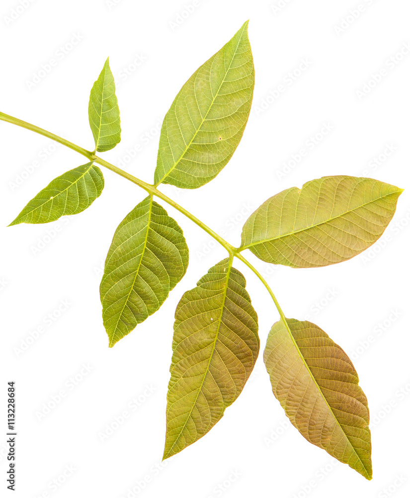 walnut leaves on a branch. isolated on white background walnut leaves on a branch. isolated on white background