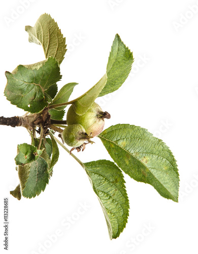 apple-tree branch with unripe green apples. isolated on white ba