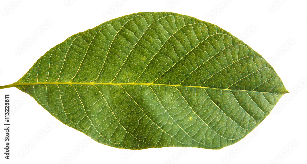 walnut leaf isolated on white background walnut leaf isolated on white background