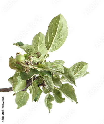 apple-tree branch with unripe green apples. isolated on white ba