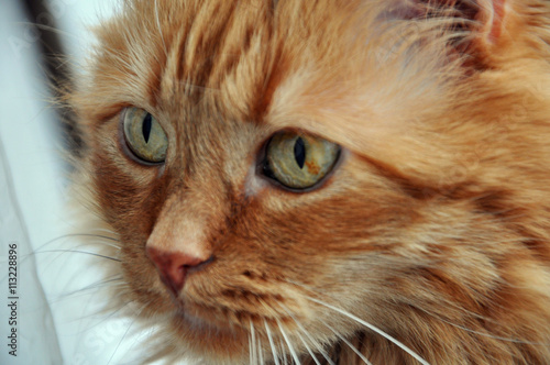 A cat portrait close up