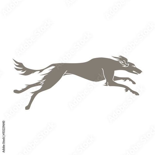 Fototapeta Naklejka Na Ścianę i Meble -  silhouette of running dog saluki breed